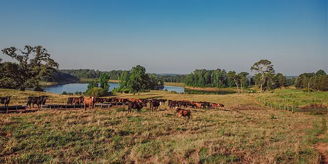 Pasture with cows in it with a lake in a background